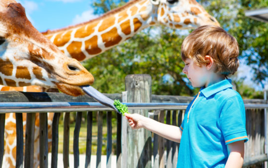 boy feeds giraffe