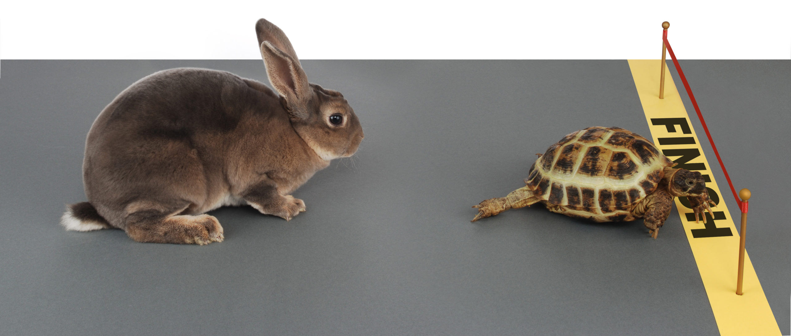 A Smorgasbord of Possibilities: How Maryland Libraries Activate Lifelong Learning for Families featuring the Tortoise and Hare