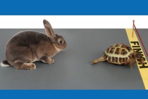 Tortoise and Hare approach finish line for library feature article